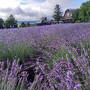 富良野のラベンダー畑へ行ってきました