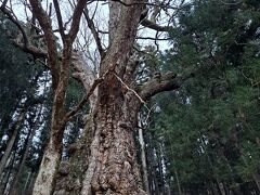 昨日も見た贄川のトチノキ