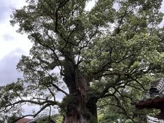 　これが国指定特別天然記念物の大楠。樹齢1500年。確かに大きい。樹高30m、根回り33.57m、目通り幹回り24.22ｍ。幹内部に8畳分の空洞がある。
