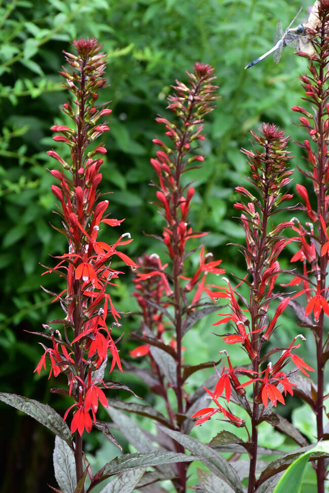夏の花図鑑-2～北海道ガーデン「上野ファーム」散策～（北海道旭川