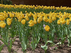 パンフィロフ戦士公園。チューリップがたくさん