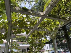 sajiro cafe forest
店内は混雑していたのでテラス席に座らせてもらいました。

この日は暑い日でしたが日陰は涼しく快適でした。
