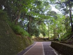 緑の道が気持ち良い。