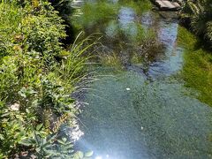 地蔵川
水中には梅花藻と、ハリヨという滋賀県と岐阜県のごく一部に生息域が限られた貴重な淡水魚が棲んでいる
来週がお祭りなので、提灯が飾られていました