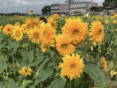 八重ひまわり