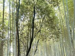 嵐山の竹林