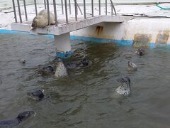 アザラシもいた水族館。ひょいっと頭を水面に出す仕草がユーモラスでした。