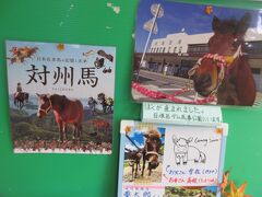 対州馬をまじかで観察する