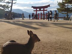 夕飯を探しに商店街へ向かう途中、黄昏れている（？）鹿さんに遭遇。
鳥居とのツーショットが撮れました(笑)