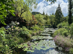 蓮の花を見るのは午前中が勝負との事だったので、早起きして来てみたけど大正解。ちゃんと咲いてるー！