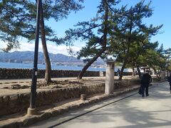 海辺の松並木をぶらぶらと歩きます。