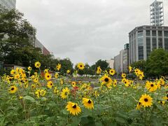 大通り公園のひまわり
