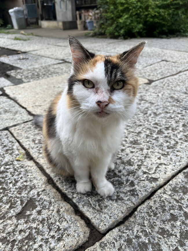 正受院のネコ
