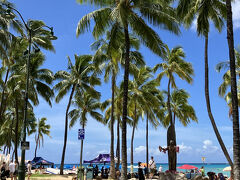 The Hawaii
