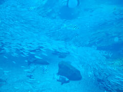 まだ港に行くには早いので、近くの仙台うみの杜水族館へ。
平日なので空いている。大水槽のイワシの大群が有名。