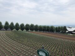 ファーム富田に到着
やはりお花は咲いていない様です

