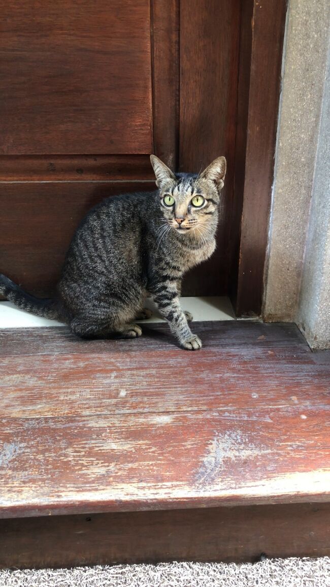 ランチから帰ってきたら、ヴィラの駐車場のところにキジトラちゃんが。<br />どうやらヴィラでご飯もらってる子みたい。<br />なんと、私達のNo.7のお部屋まで先導してくれましたww<br />我が家にもキジトラ娘がおります。