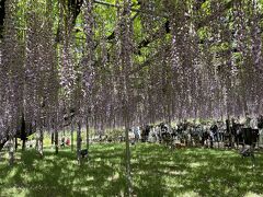 GWの後半にあしかがフラワーパークにきました
9時に東京出発しましたが渋滞してて３時間半～４時間かかりました(*_*)