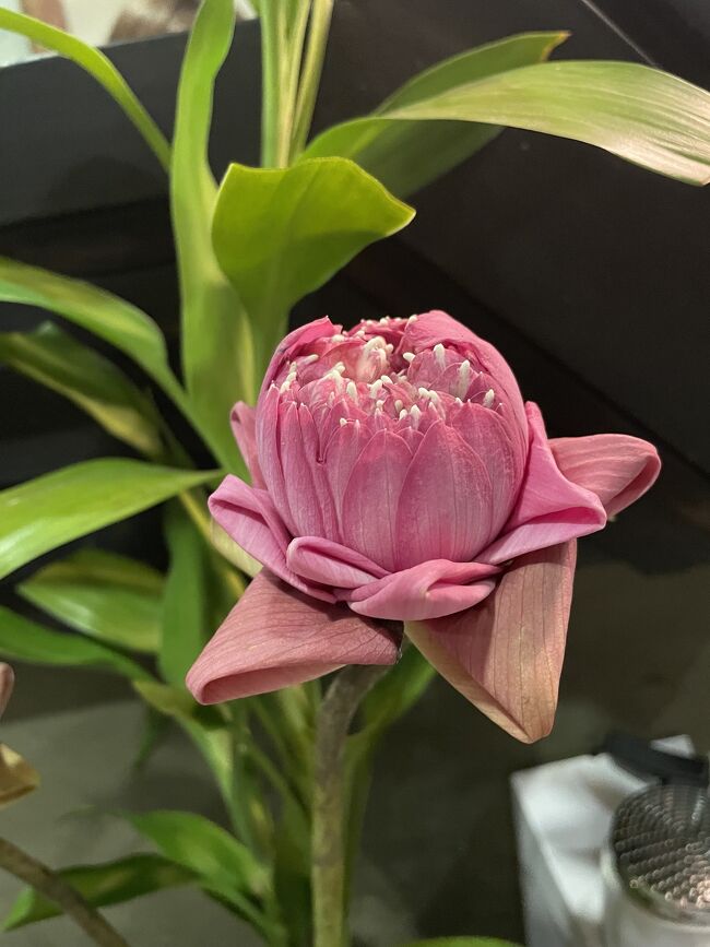 ホテルの部屋のお花