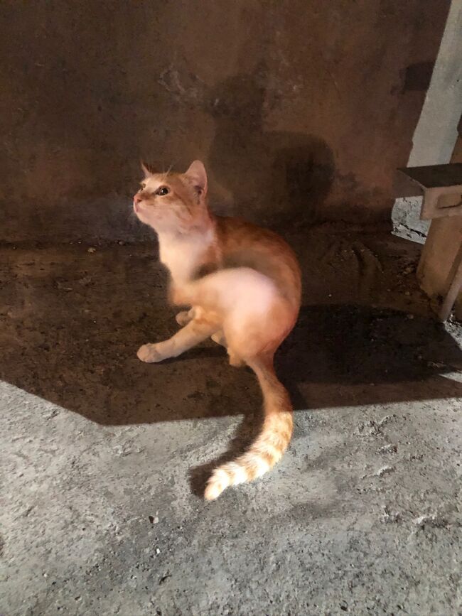 騒々しい繁華街の中でも優雅に毛繕いする白茶トラにゃん