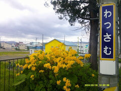 で、翌週。

田植えが最盛期なので、土曜日は休めず。
半分以上田植えが終わり、日曜日は中休みとなりましたので、花活に出かけましょう。

和寒駅名物の黄色い躑躅も満開となりました。