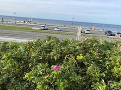 ハマナスが咲いていました。香りが石鹸のようにパウダリーで大好きです。