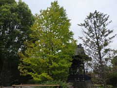 緑がきれいです。