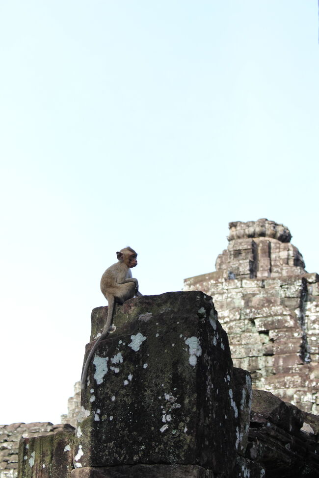野生のお猿さん発見