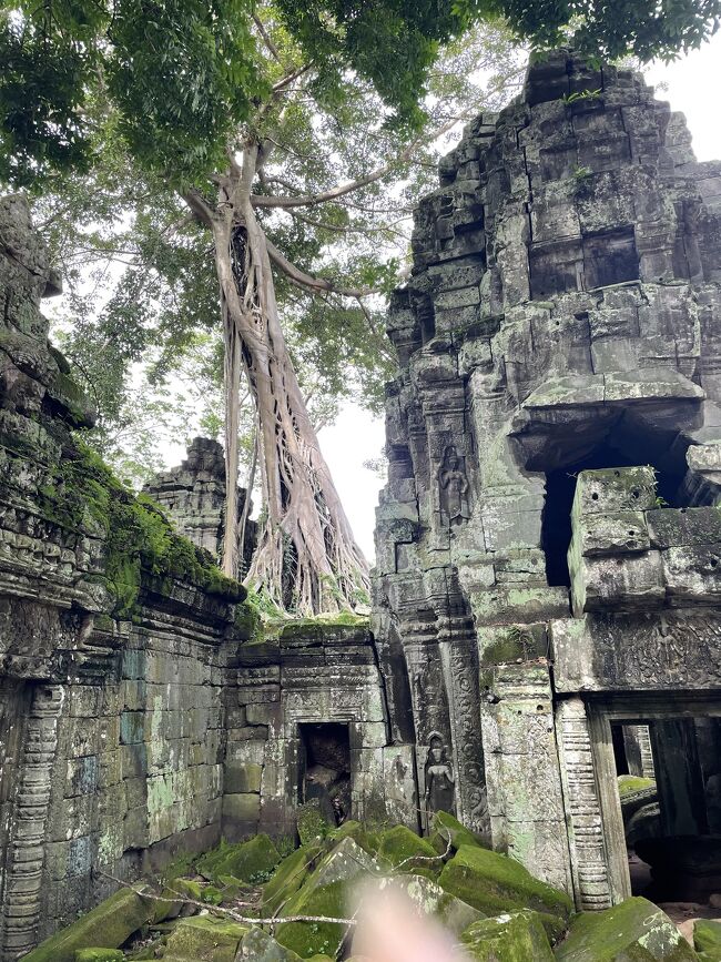 至る所に木が生えています