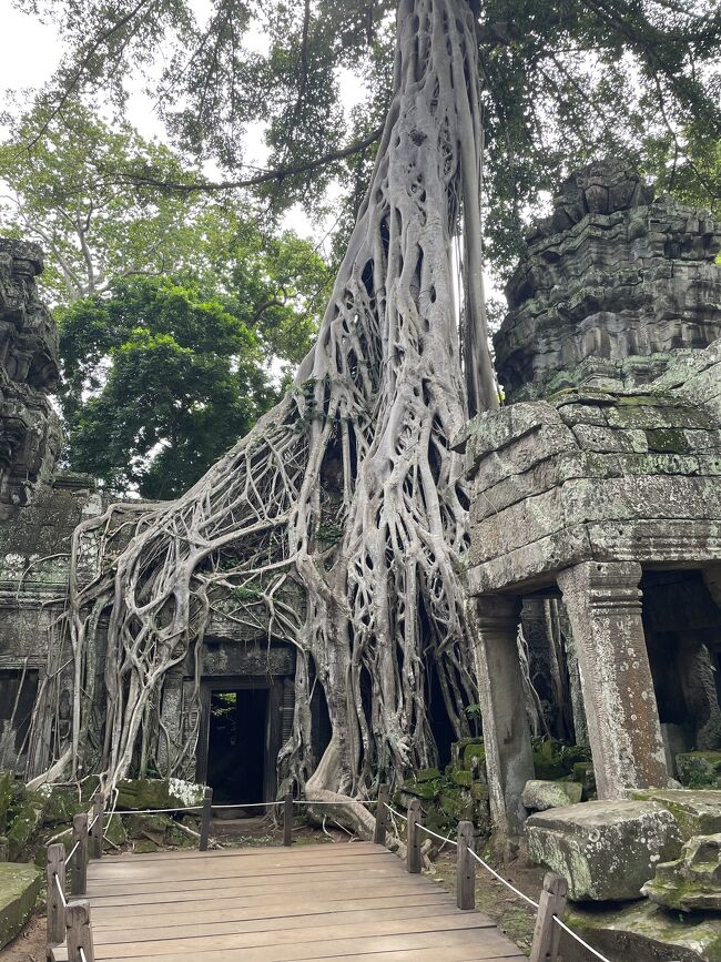 すごい幹？根？