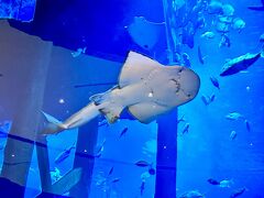 まずドバイモールで見たかったのは水族館。
結局は中には入りませんでしたが、大きな水槽が迫力満点です。
下調べもせずに私についてくるだけの娘は、ショッピングモールの中に水族館があることにびっくりしてました。