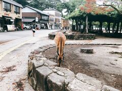 鹿が迎えて来れる