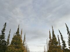 ライトアップも始まりました。こうしてみると、イチョウの木がきれ～いに植えられて紅葉の頃は黄色い絨毯の道ができてみんなが集まってくる。ここまでになるのに何年かかったのでしょう？ホントにこの場所がなくなるのかしら…