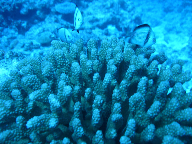 いろいろな魚がいました。