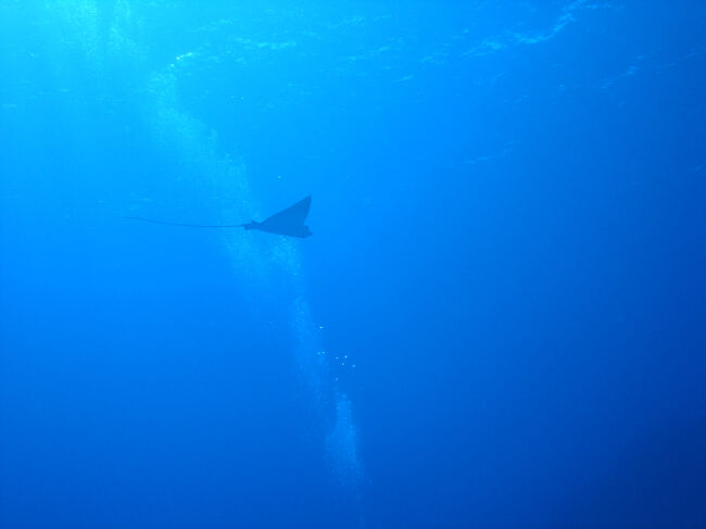 マンタもいた