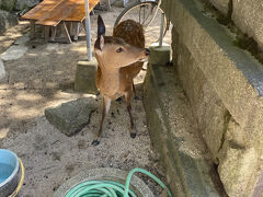 鹿も日陰で休んでいます。奈良の鹿より大人しい気がする。