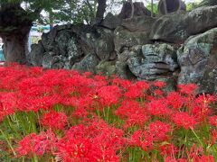 赤の彼岸花
四季の花が咲いてるお寺らしく、この時期は彼岸花と萩の花