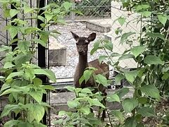 ケラマジカがウロウロ
阿嘉島ならではの光景