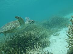 前浜はまさに穴場ビーチ
亀さんにも浅瀬で会える
