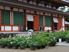　続いて薬師寺へ。唐招提寺からは歩いて行ける距離だ。金堂や講堂の周辺にハスの鉢植えが並べられていた