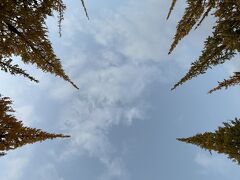 いちょう並木の写真をいっぱい撮りたくて色んな角度からパシャパシャしました。
