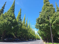 明治神宮外苑（いちょう並木）