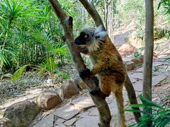 レミュールパークは動物園のような場所。
約6ｈの敷地にレミュールが放し飼いになっていて、川が柵の代わりをはたしているので、逃げ出すことはできない。
イヤホンガイドを耳に付け、ガイドのジョゼリンを先頭に、飼育員さんと一緒に回ります。
写真はクロキツネザル
