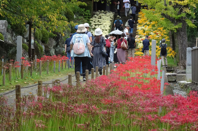 横浜西方寺の彼岸花は4色 2024年』港北・長津田・青葉(神奈川県