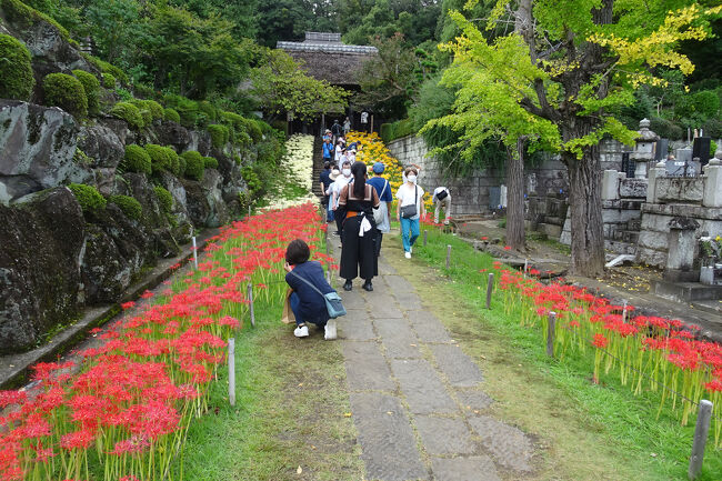 横浜西方寺の彼岸花は4色 2024年』港北・長津田・青葉(神奈川県