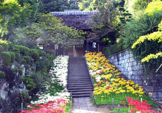 横浜西方寺の彼岸花は4色 2024年』港北・長津田・青葉(神奈川県