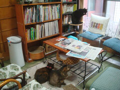 フロント前のロビーで、早速猫に会えました。