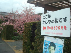 河津桜原木から河津駅に向かう途中、「かじやの桜」がありました。かじやの桜の由来等は特に見当たりませんでした。