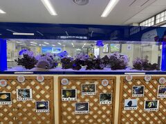 到着ロビーでは、色鮮やかなお魚さん達がお出迎え