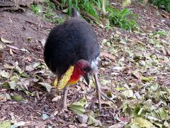 ケアンズでも見たヤブツカツクリ。
飼われている訳ではないようだけど、動物園の敷地内にやたらといた。
シドニーが本場なのかと思ったけれど、動物園の敷地以外では見掛けなかった。